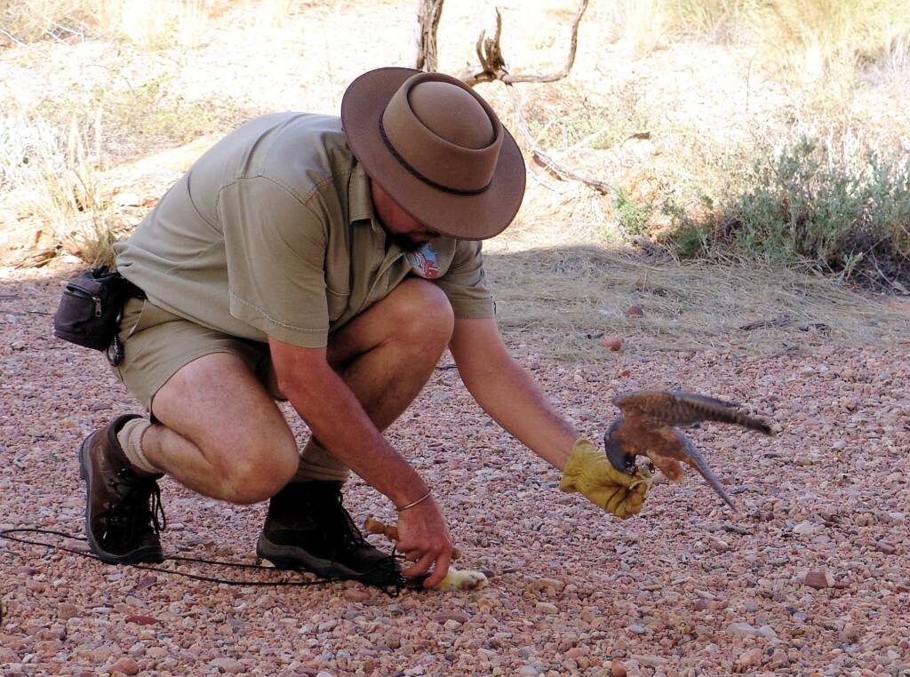 Australian Hobby (Falco longipennis), Free-flying Birds Show, Alice Springs Desert Park