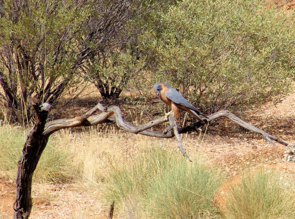 Australian Hobby (Falco longipennis), Free-flying Birds Show, Alice Springs Desert Park