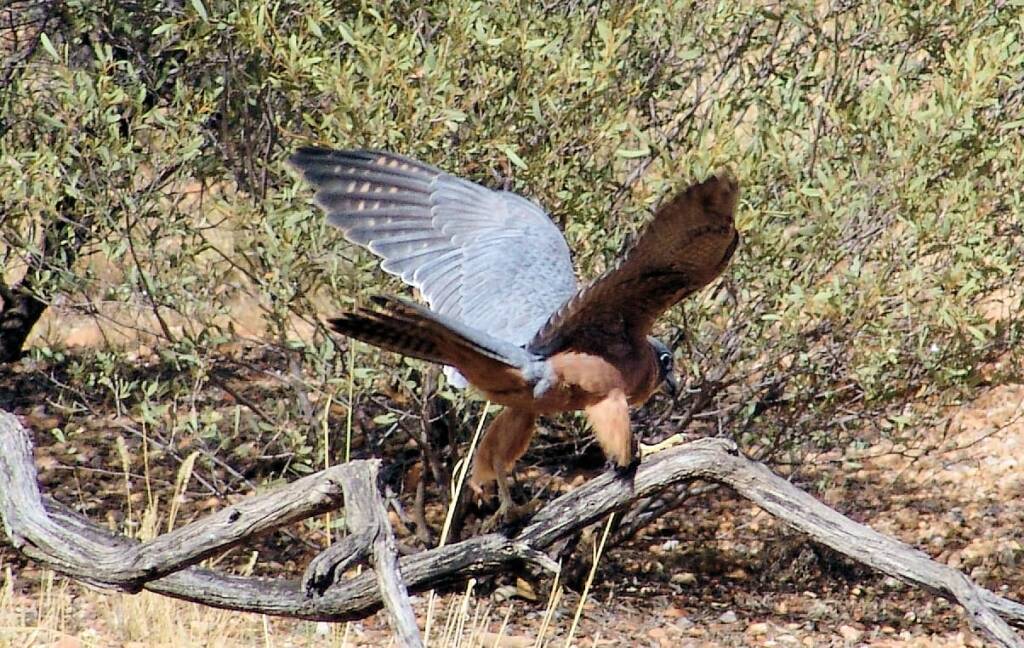 Australian Hobby (Falco longipennis), Free-flying Birds Show, Alice Springs Desert Park