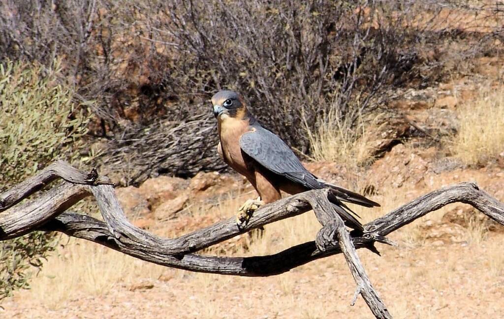 Australian Hobby (Falco longipennis), Free-flying Birds Show, Alice Springs Desert Park