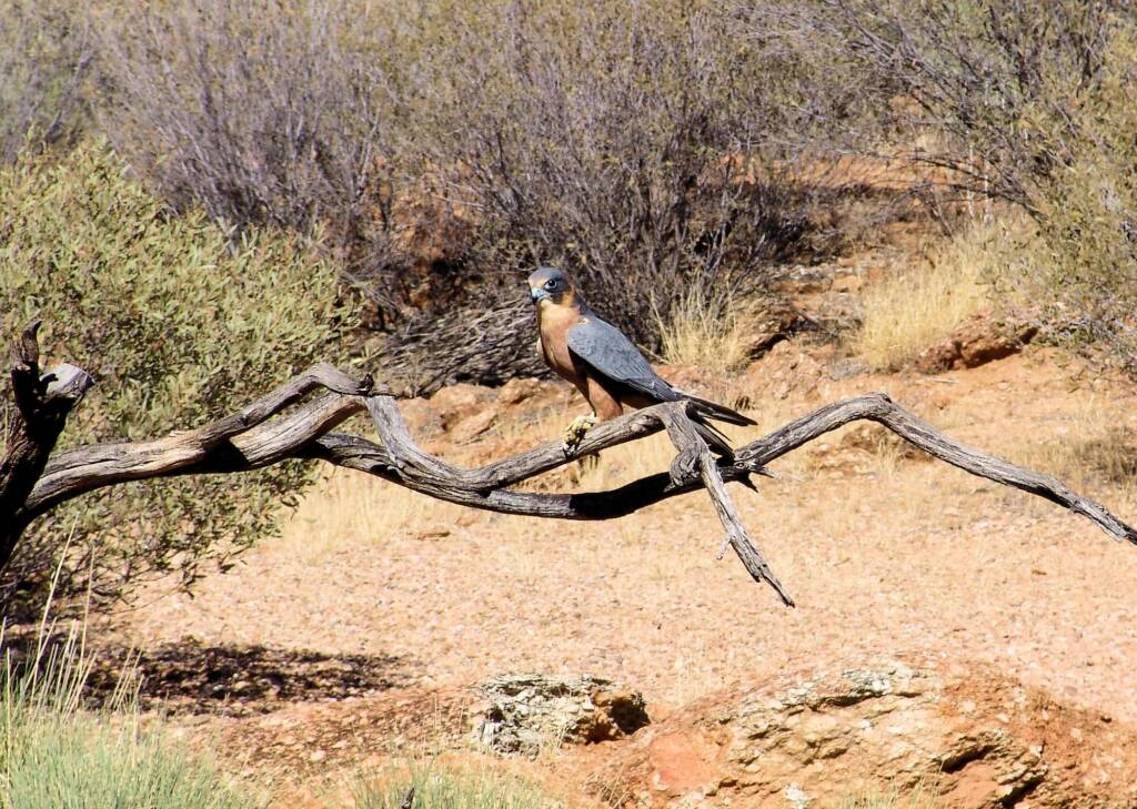 Australian Hobby (Falco longipennis), Free-flying Birds Show, Alice Springs Desert Park