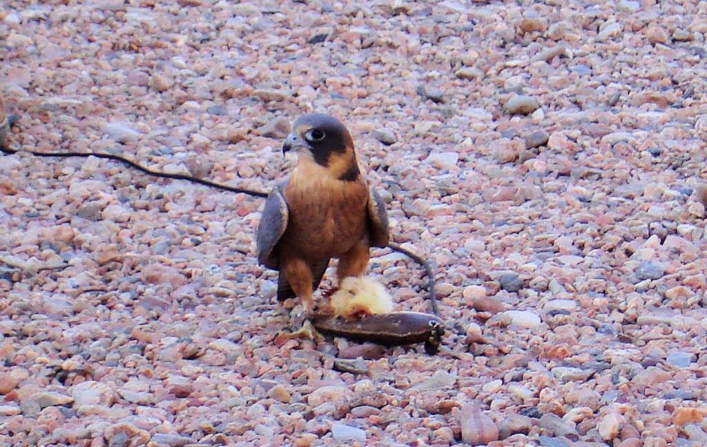 Australian Hobby (Falco longipennis), Free-flying Birds Show, Alice Springs Desert Park