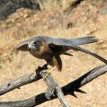 Australian Hobby (Falco longipennis), Alice Springs Desert Park