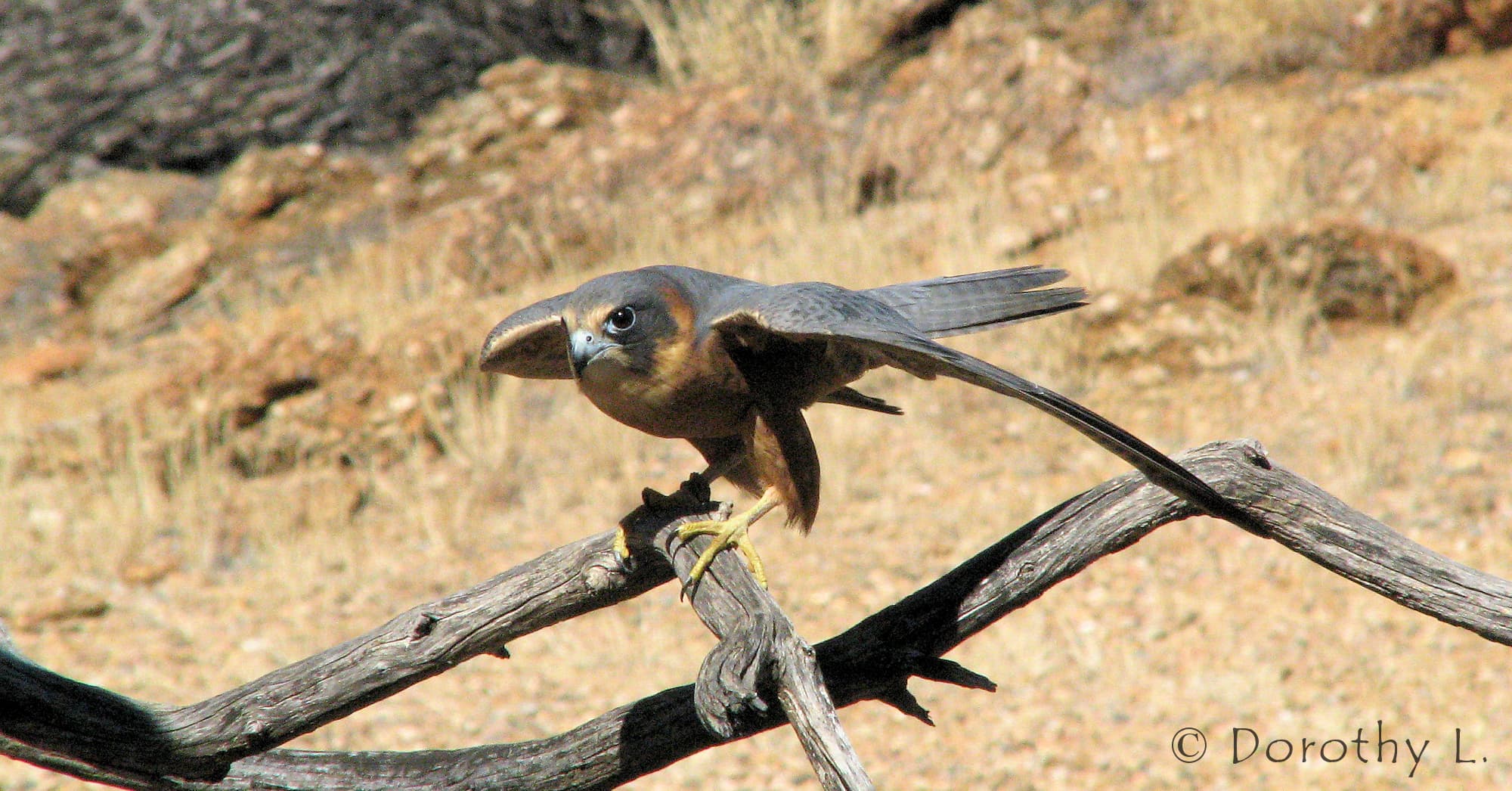 Australian Hobby (Falco longipennis), Alice Springs Desert Park