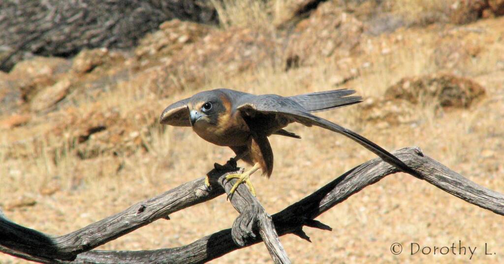 Australian Hobby (Falco longipennis), Free-flying Birds Show, Alice Springs Desert Park