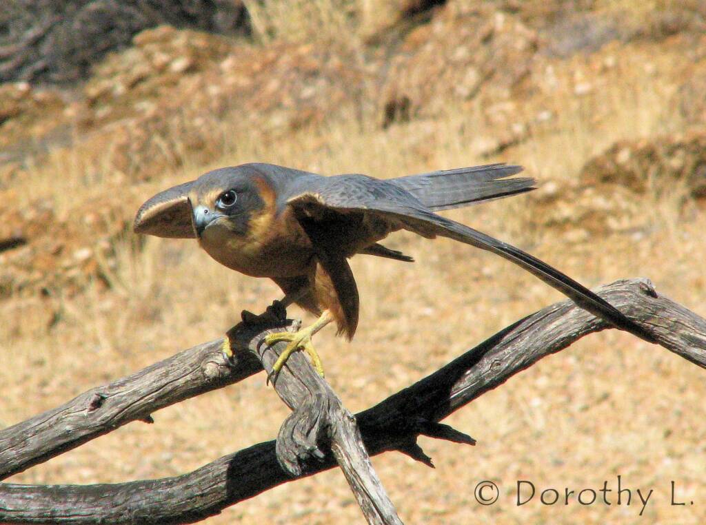 Australian Hobby (Falco longipennis), Free-flying Birds Show, Alice Springs Desert Park