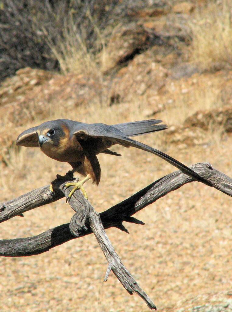 Australian Hobby (Falco longipennis), Free-flying Birds Show, Alice Springs Desert Park