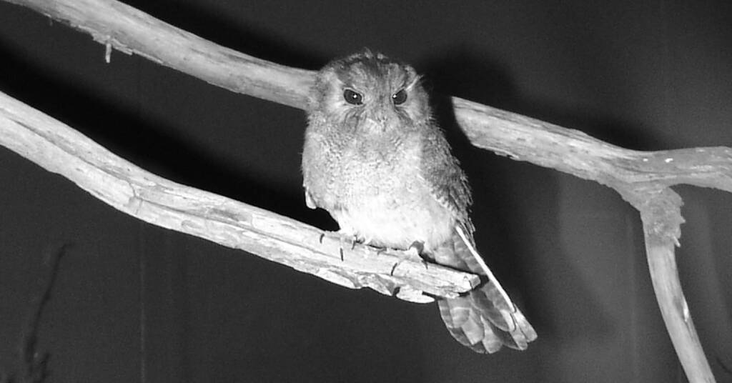 Australian Owlet-nightjar (Aegotheles cristatus), Alice Springs Desert Park