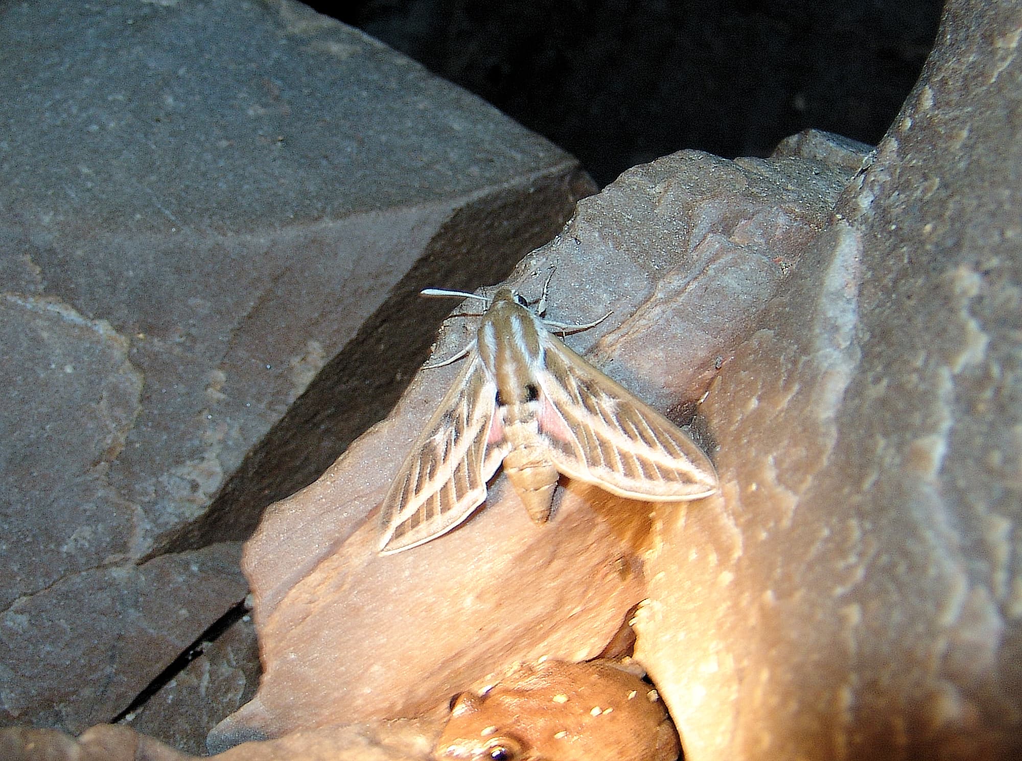 Australian Striped Hawk Moth (Hyles livornicoides), Simpsons Gap