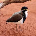 Banded Lapwing (Vanellus tricolor), Alice Springs Desert Park