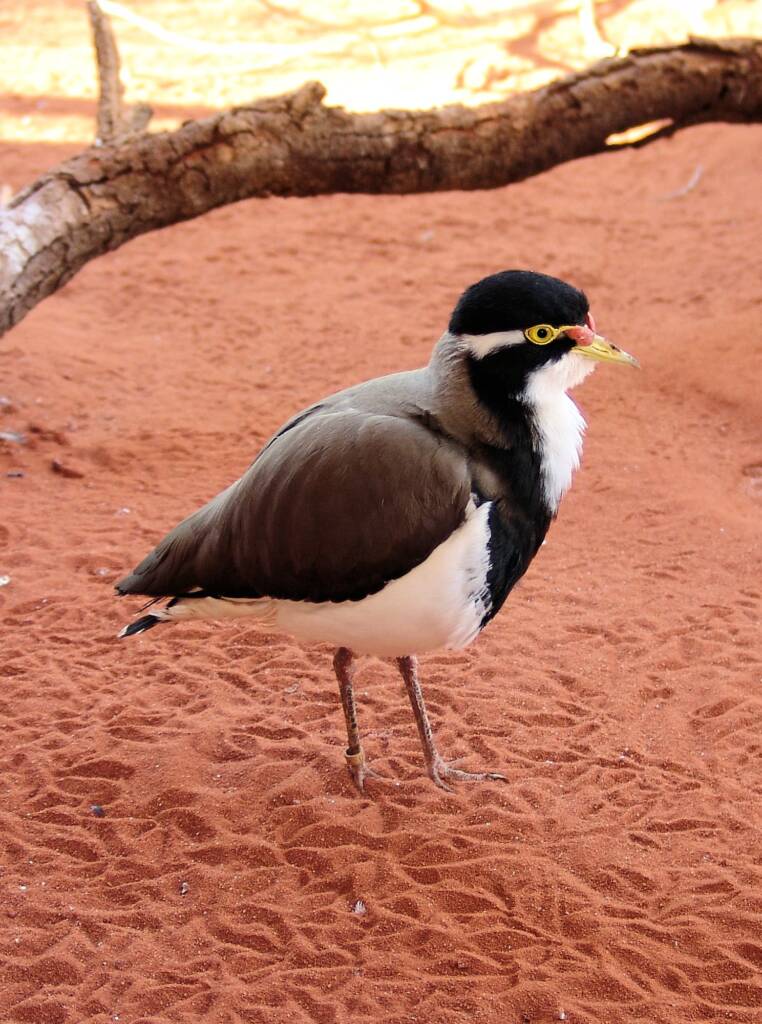 Banded Lapwing (Vanellus tricolor), Alice Springs Desert Park