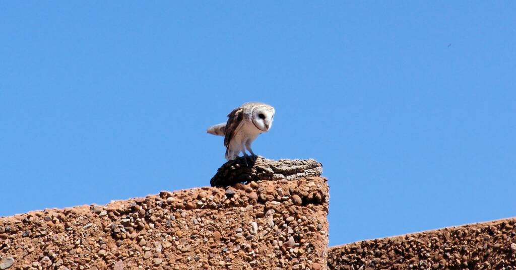 Barn Owl (Tyto alba), Alice Springs Desert Park