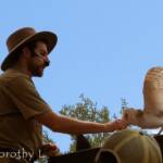 Barn Owl (Tyto alba), Free-flying Birds Show, Alice Springs Desert Park
