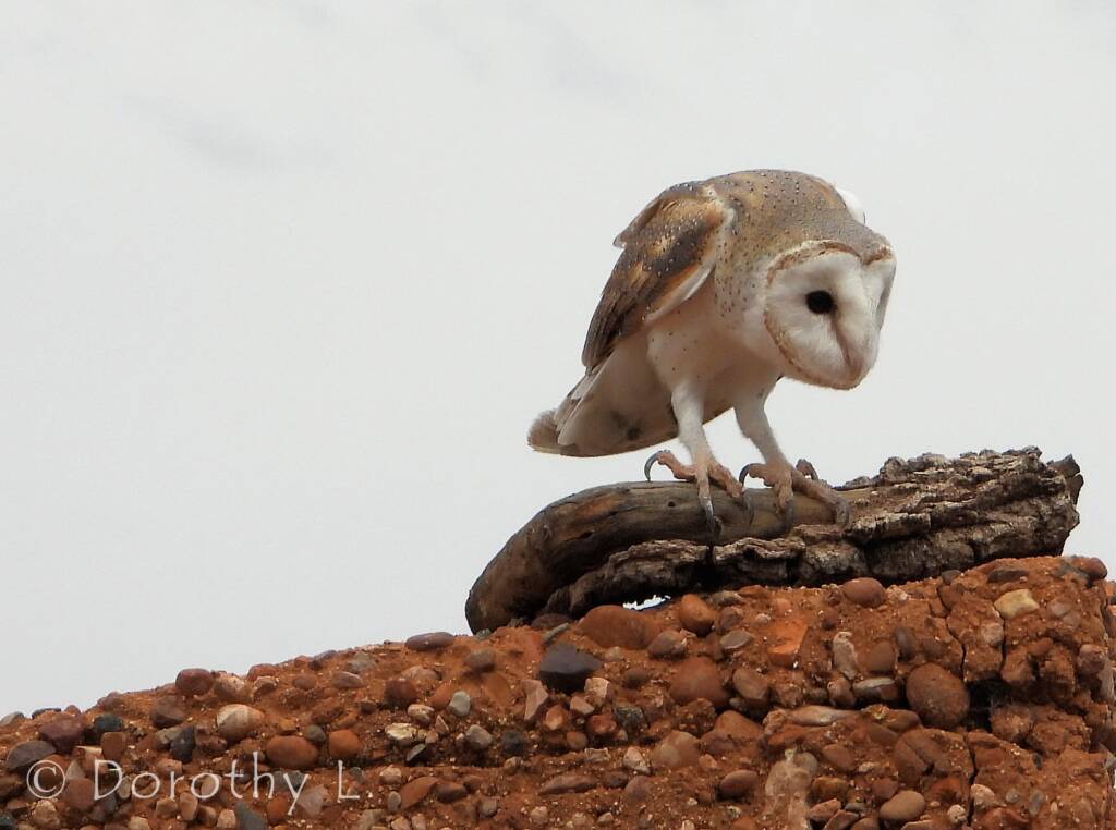 Barn Owl (Tyto alba), Free-flying Birds Show, Alice Springs Desert Park
