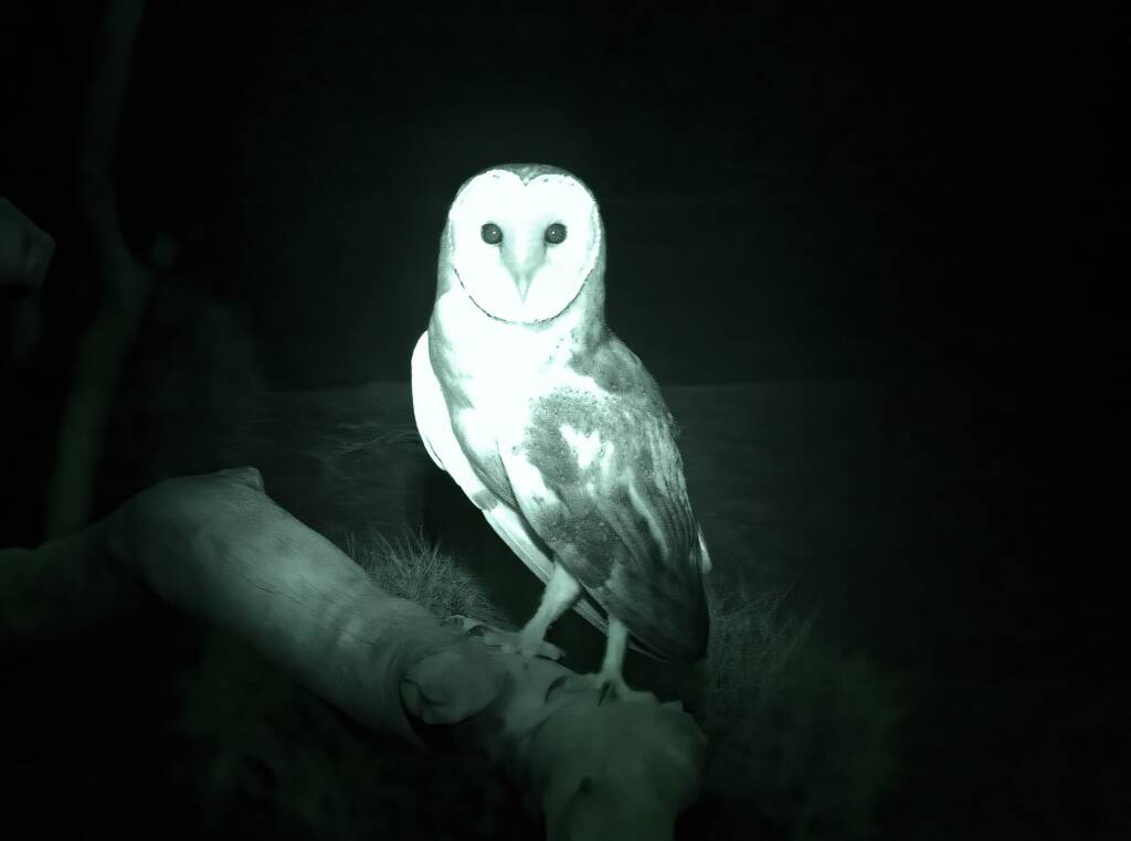 Barn Owl (Tyto alba), Nocturnal House, Alice Springs Desert Park, NT