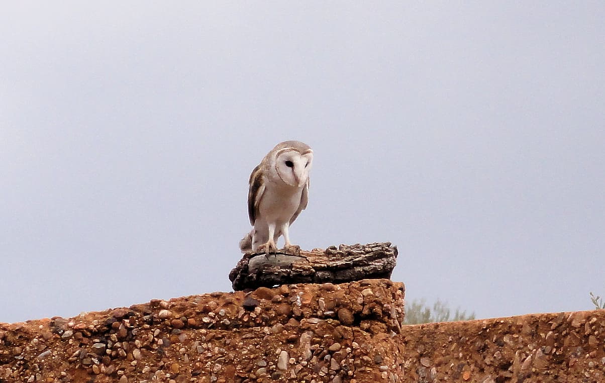 Barn Owl (Tyto alba), Alice Springs Desert Park