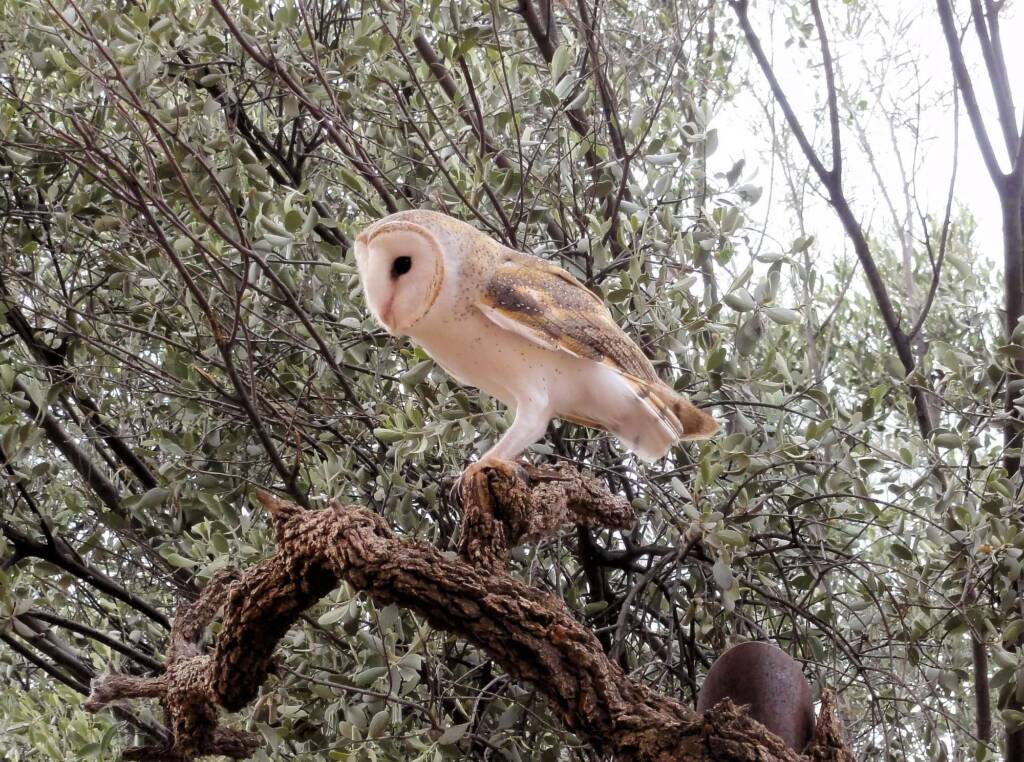 Barn Owl (Tyto alba), Alice Springs Desert Park