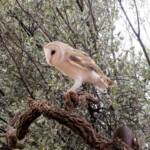 Barn Owl (Tyto alba), Alice Springs Desert Park