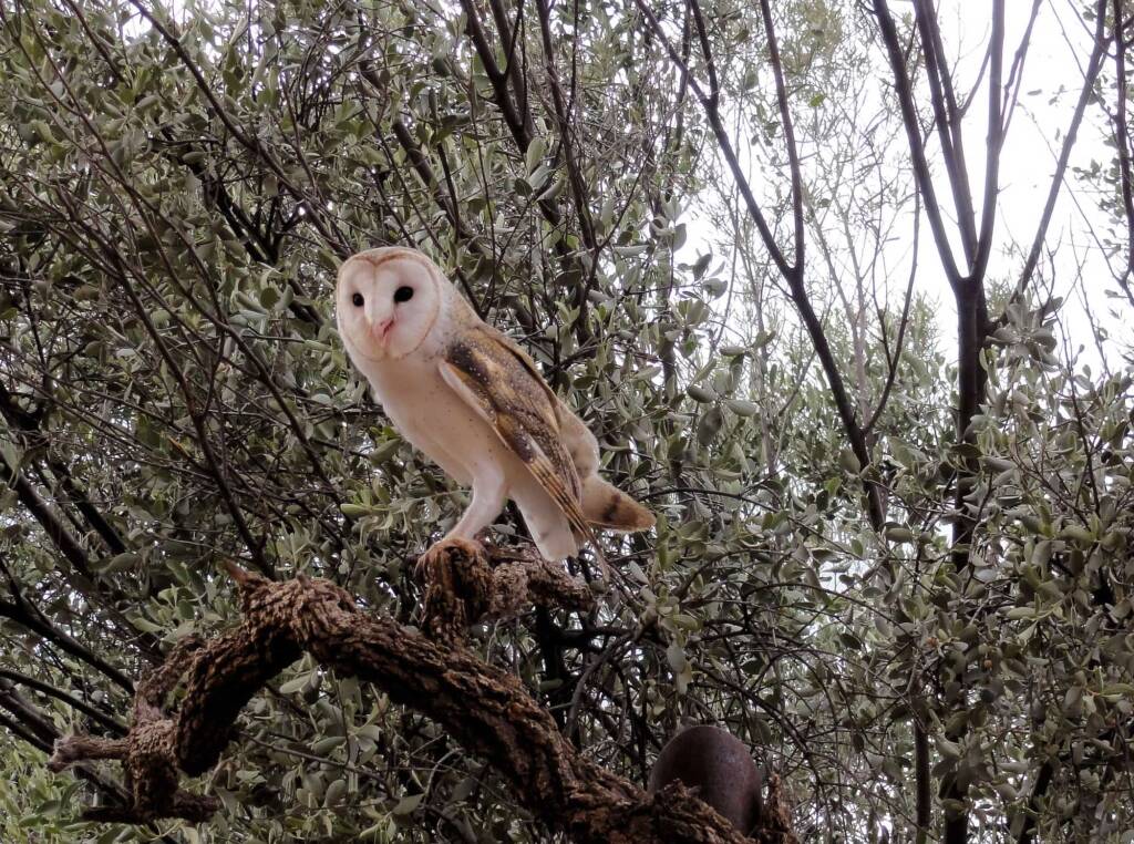 Barn Owl (Tyto alba), Alice Springs Desert Park