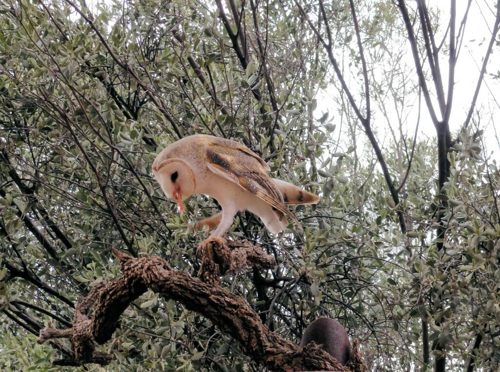 Barn Owl (Tyto alba), Alice Springs Desert Park