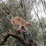 Barn Owl (Tyto alba), Alice Springs Desert Park
