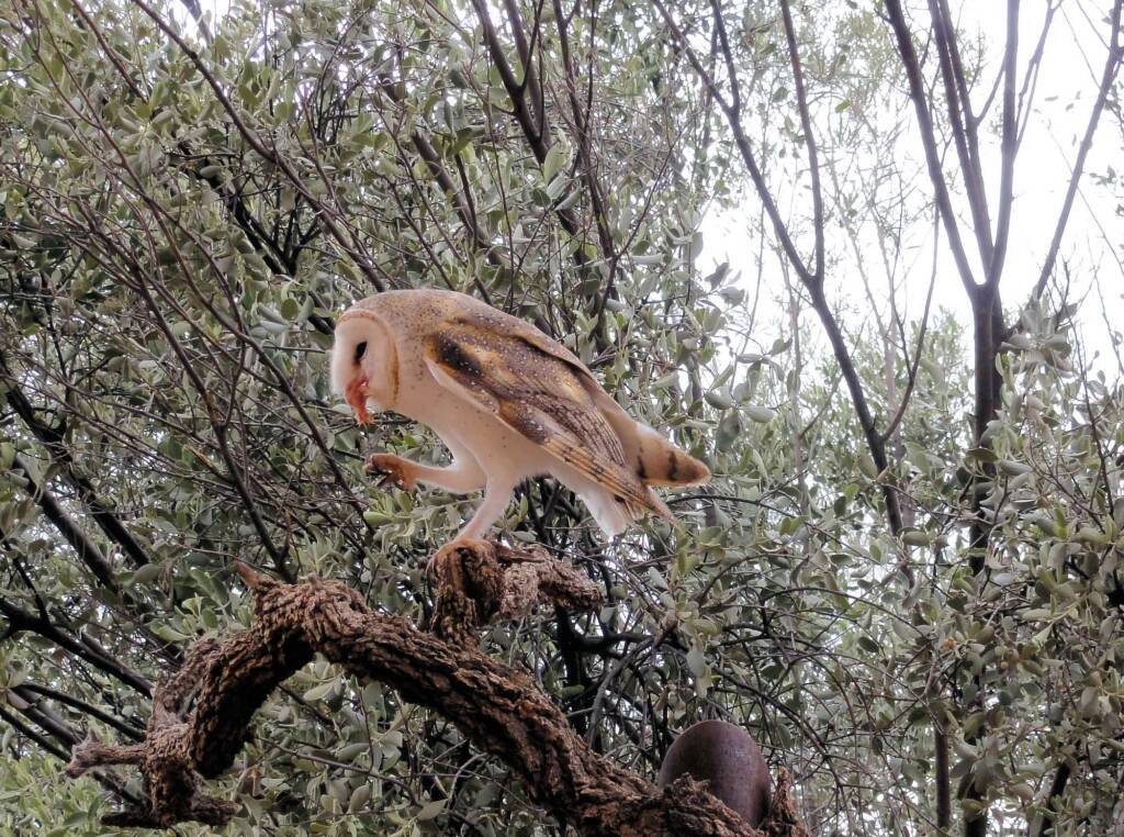 Barn Owl (Tyto alba), Alice Springs Desert Park