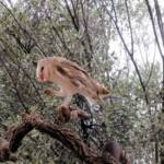 Barn Owl (Tyto alba), Alice Springs Desert Park