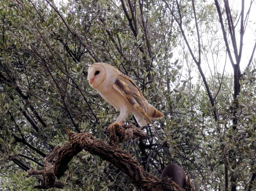 Barn Owl (Tyto alba), Alice Springs Desert Park