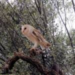 Barn Owl (Tyto alba), Alice Springs Desert Park