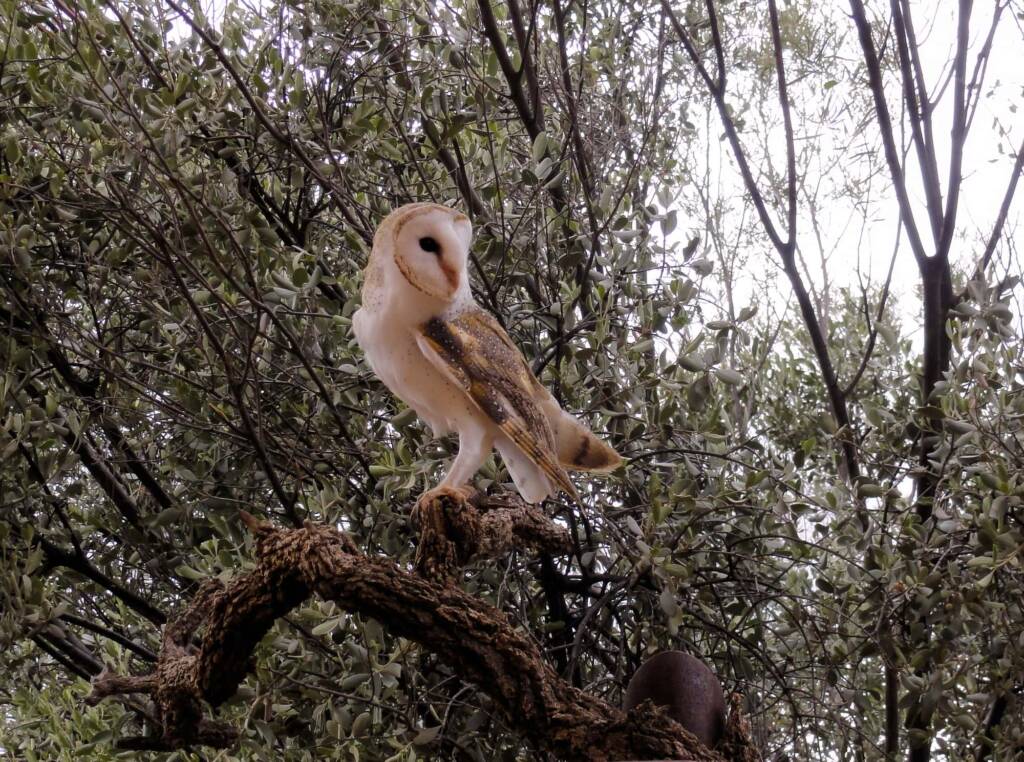 Barn Owl (Tyto alba), Alice Springs Desert Park