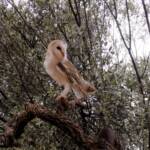 Barn Owl (Tyto alba), Alice Springs Desert Park