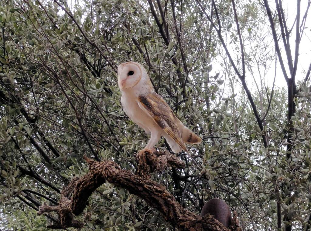 Barn Owl (Tyto alba), Alice Springs Desert Park