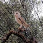 Barn Owl (Tyto alba), Alice Springs Desert Park