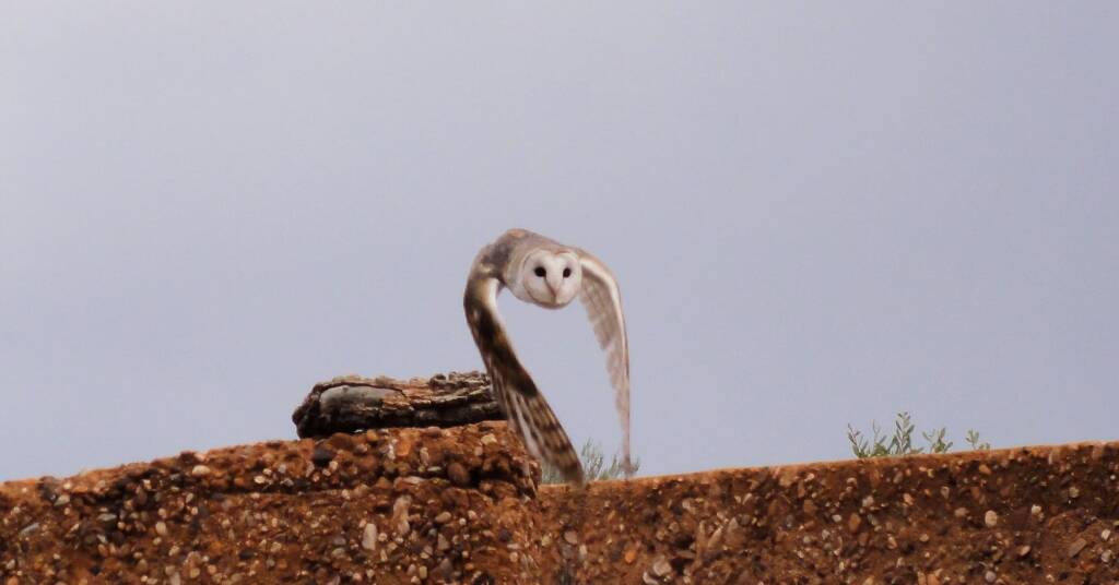 Barn Owl (Tyto alba), Alice Springs Desert Park