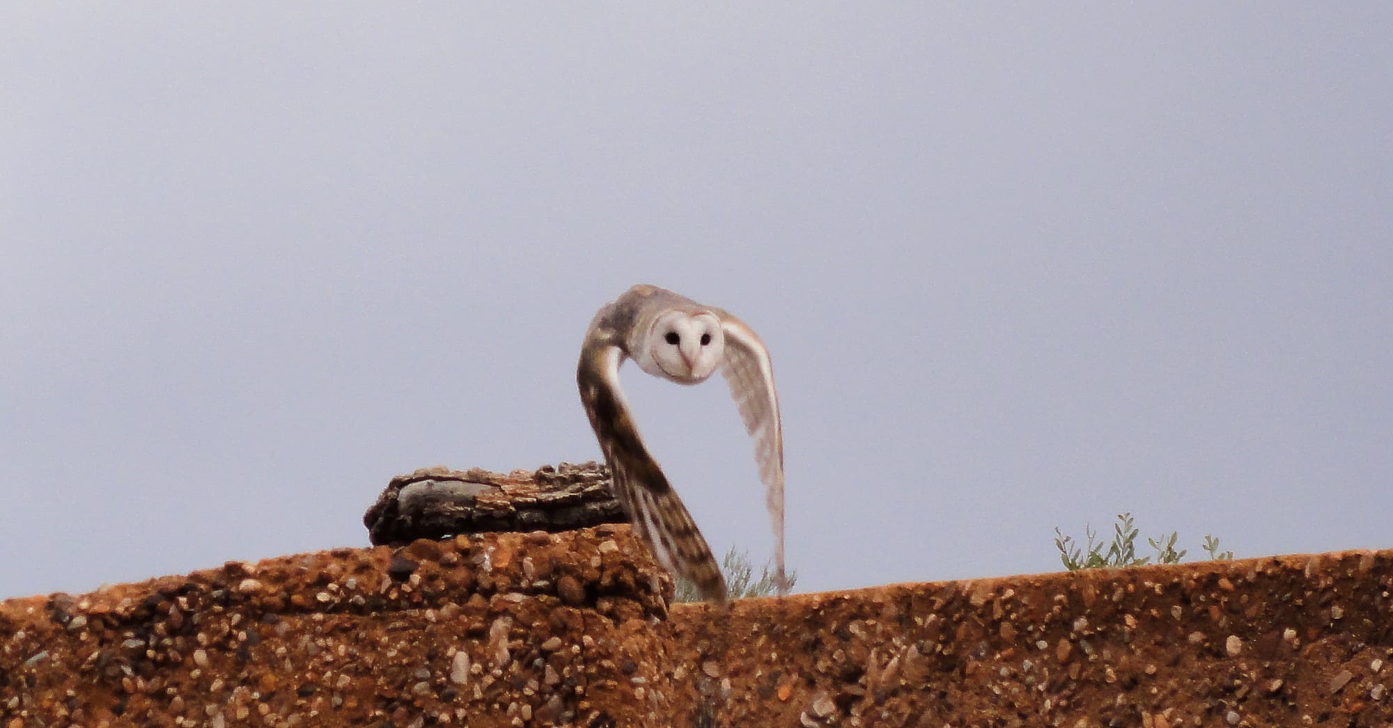 Barn Owl (Tyto alba), Alice Springs Desert Park