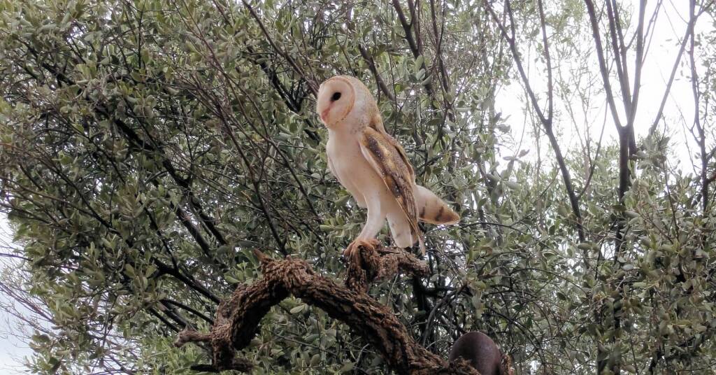 Barn Owl (Tyto alba), Alice Springs Desert Park