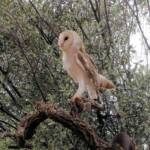 Barn Owl (Tyto alba), Alice Springs Desert Park