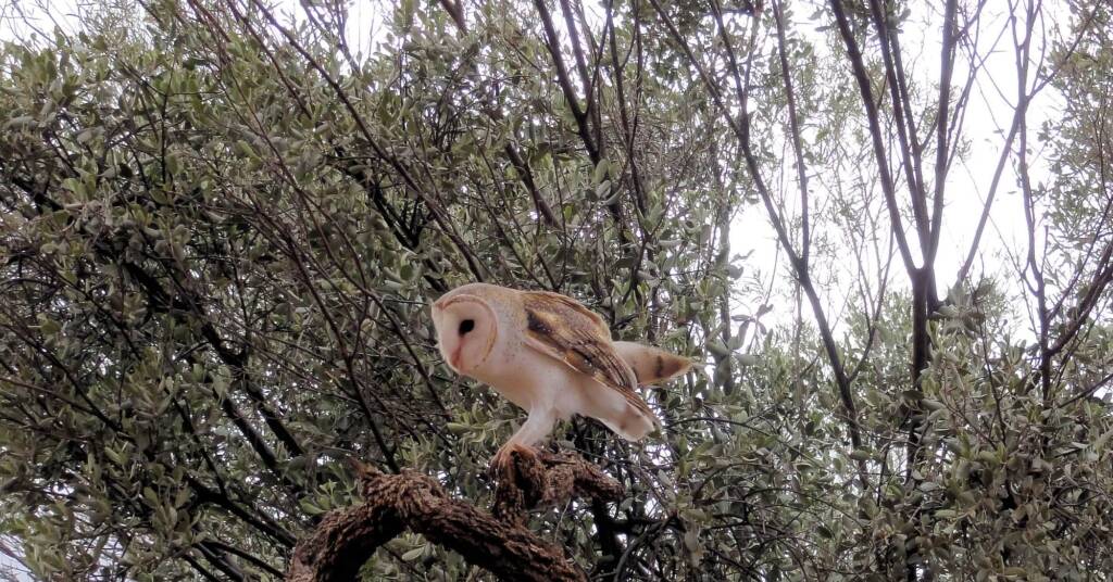 Barn Owl (Tyto alba), Alice Springs Desert Park