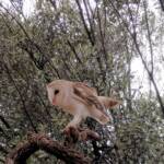 Barn Owl (Tyto alba), Alice Springs Desert Park