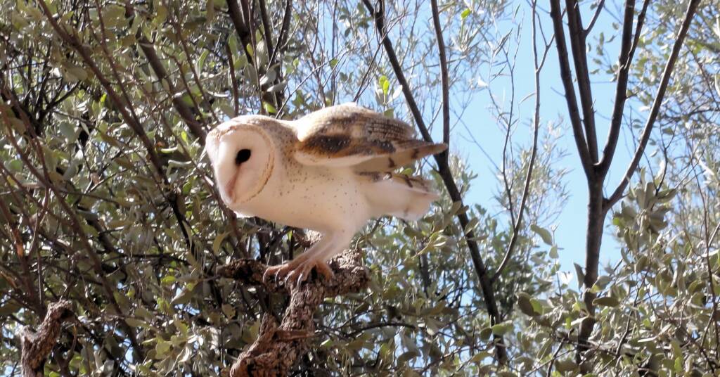 Barn Owl (Tyto alba), Alice Springs Desert Park