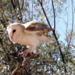 Barn Owl (Tyto alba), Alice Springs Desert Park