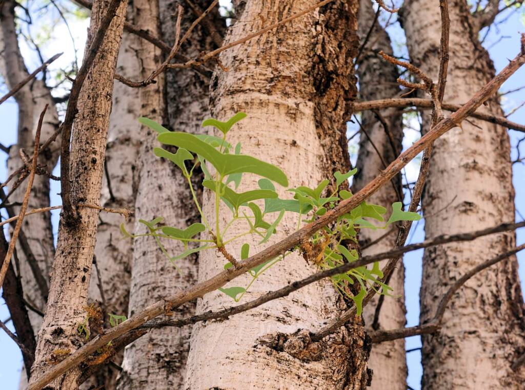Bean Tree (Erythrina vespertilio), Alice Springs Desert Park