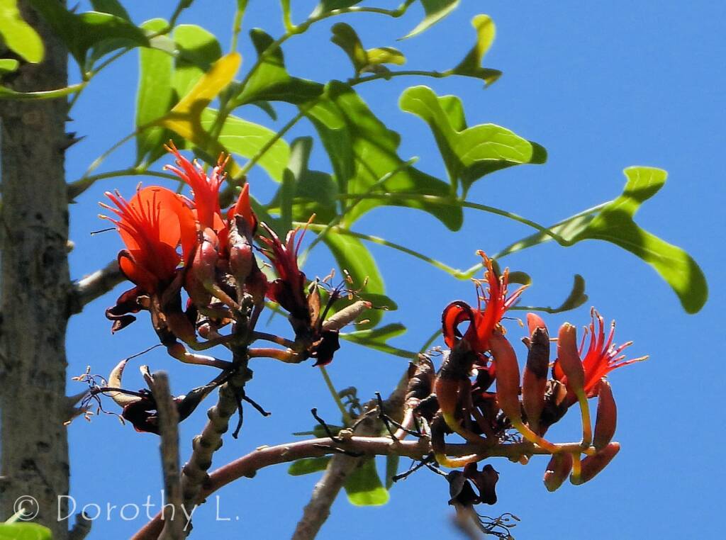 Bean Tree (Erythrina vespertilio), Alice Springs Desert Park