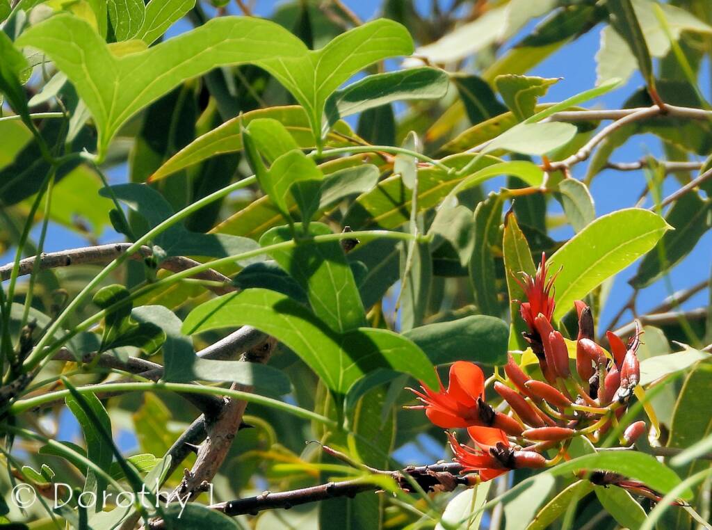 Bean Tree (Erythrina vespertilio), Alice Springs Desert Park