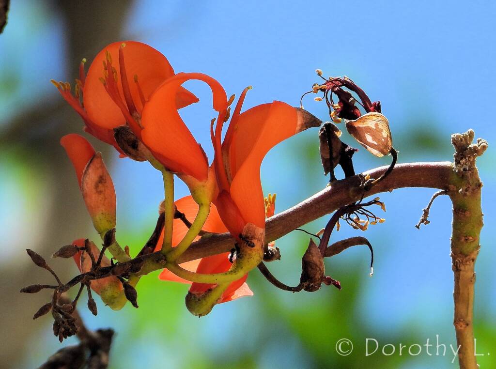 Bean Tree (Erythrina vespertilio), Alice Springs Desert Park