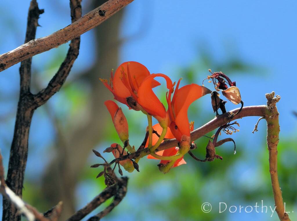 Bean Tree (Erythrina vespertilio), Alice Springs Desert Park