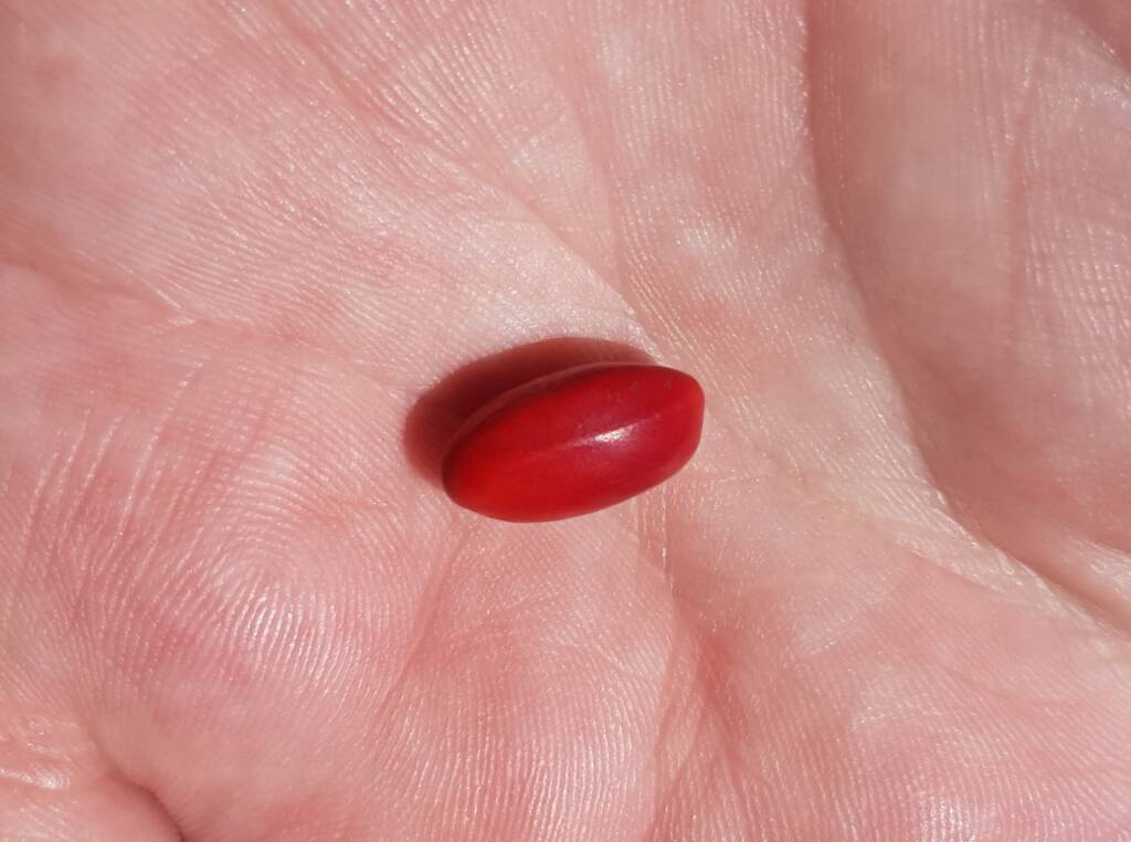 Seed of the Bean Tree (Erythrina vespertilio), Alice Springs Desert Park