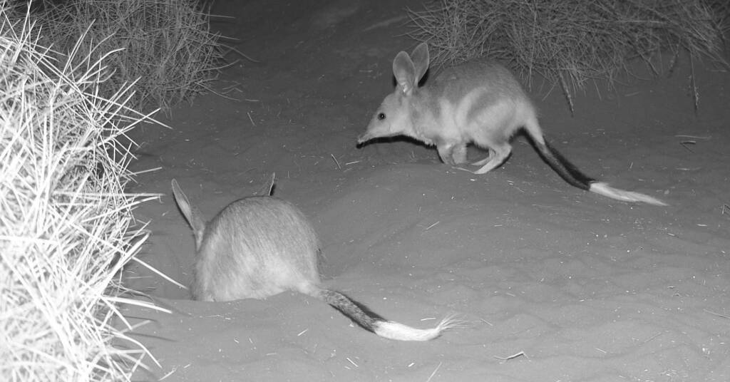 Greater Bilby (Macrotis lagotis), Alice Springs Desert Park