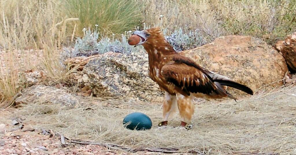 Black-breasted Buzzard (Hamirostra melanosternon), Alice Springs Desert Park