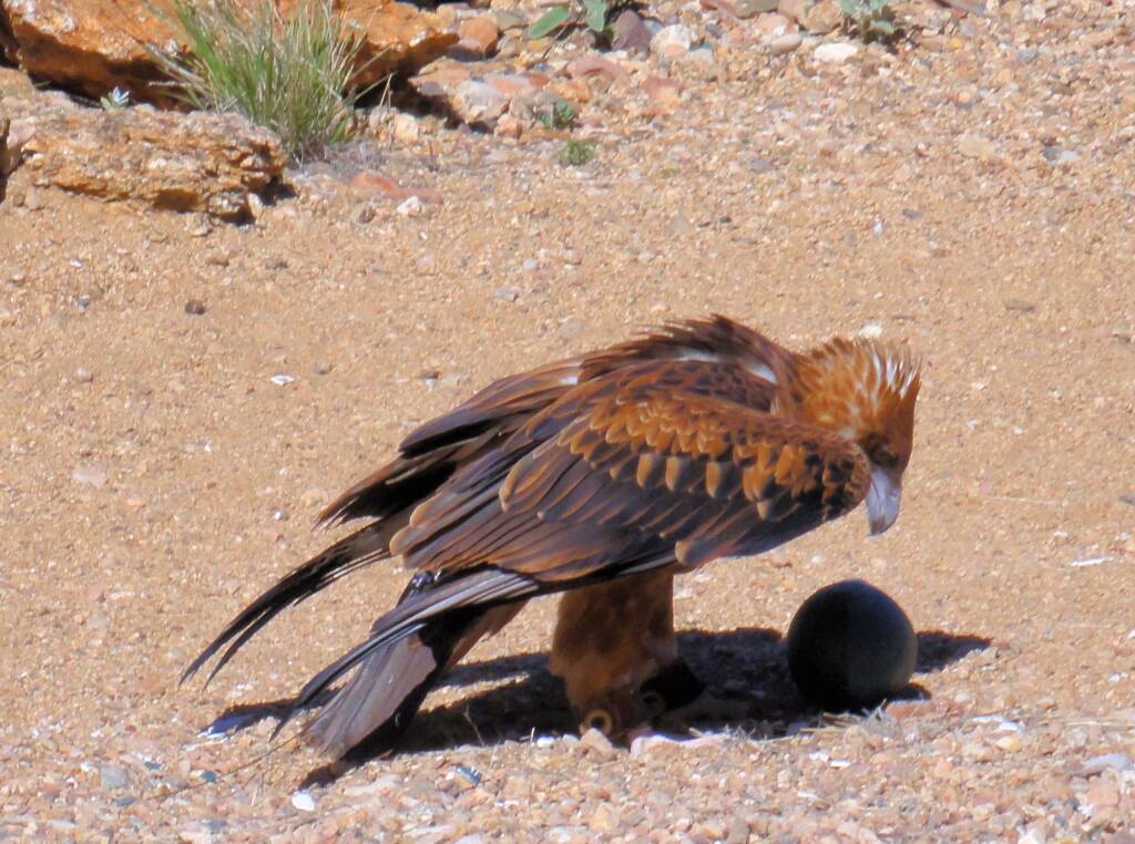 Black-breasted Buzzard (Hamirostra melanosternon) - Free-flying Birds Show, Alice Springs Desert Park